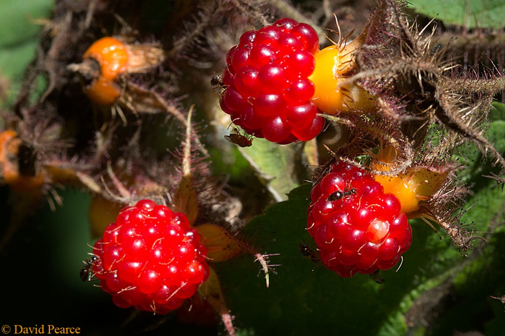 Wine Berries