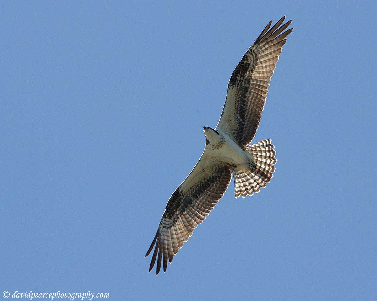 Osprey in Flight